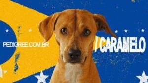 Caramelo_Pet_Center